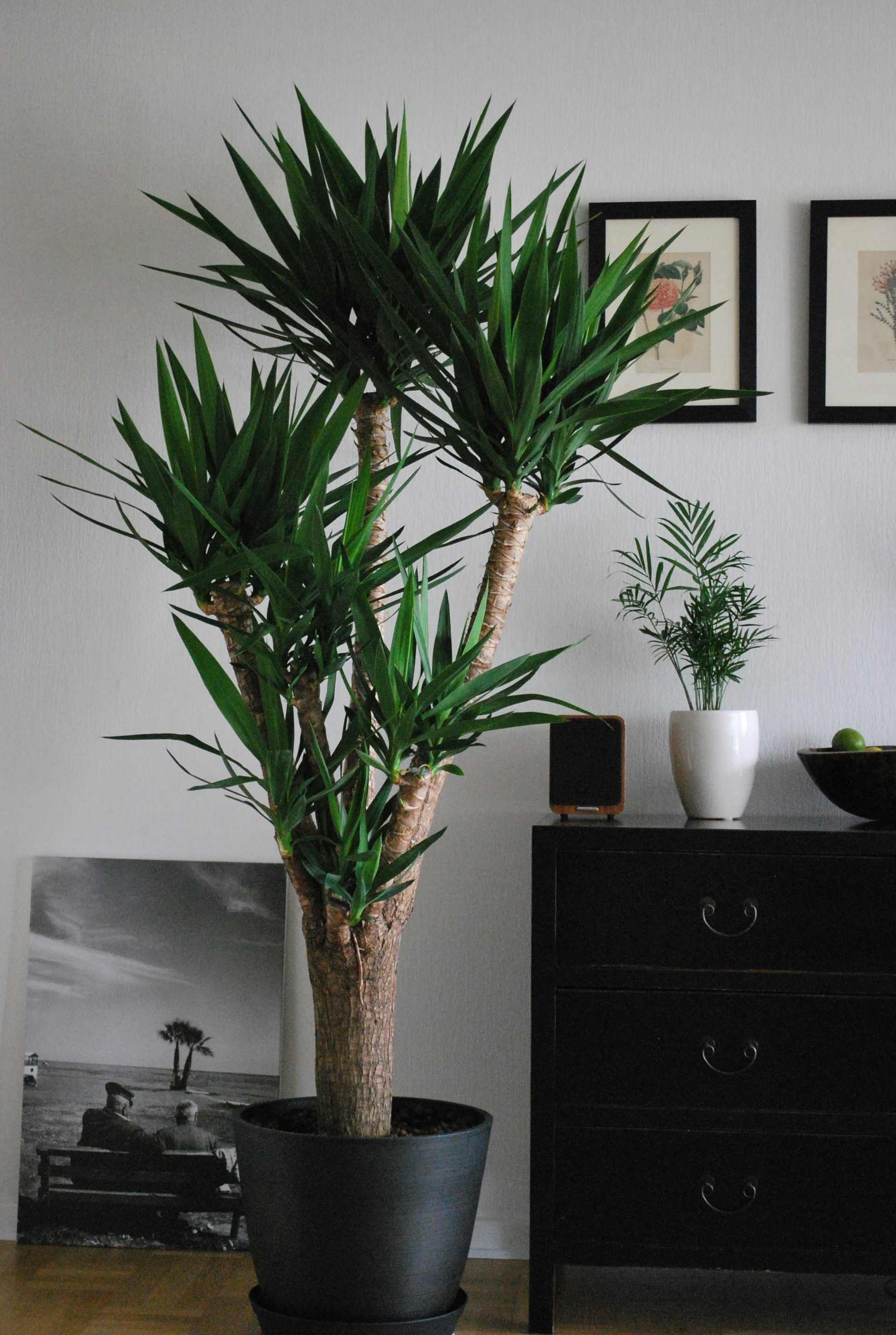 Yucca
